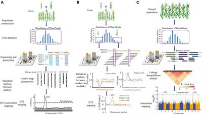 Germplasm Resources and Strategy for Genetic Breeding of Lycium Species: A Review